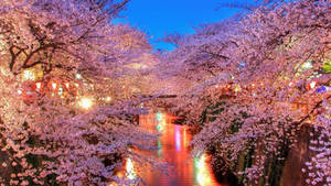 Fondo de Pantalla de Río de Cerezos en Flor