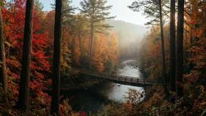 Un bosque otoñal colorido con un río y luz matutina brumosa.