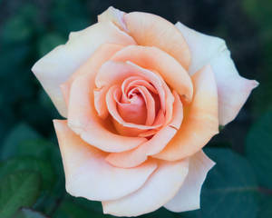 Rosa amarillo claro en flor — Flor de rosa Fondos de pantalla