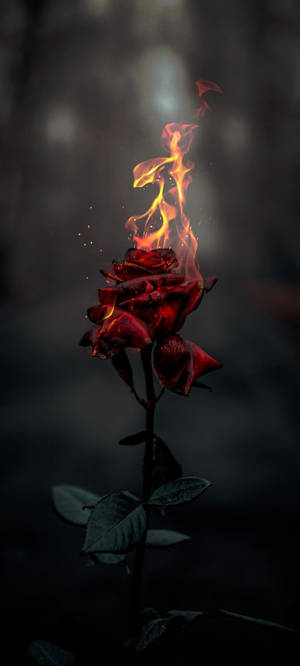 Rosa Ardiente Estética — iPhone 17 Fondos de pantalla