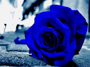 Rosa azul estética en primer plano — Estética rosa Fondos de pantalla