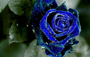 Rosa Azul Estética — Estética rosa Fondos de pantalla