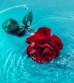 Rosa de agua estética — Estética rosa Fondos de pantalla