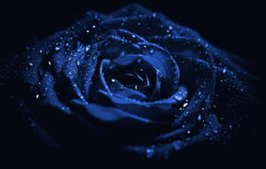 Rosa Macro Estética Azul Oscuro HD — Azul oscuro estético Fondos de pantalla