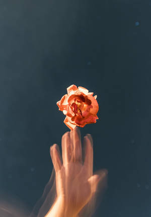Rosa naranja con efecto glitch estético — Estética rosa Fondos de pantalla