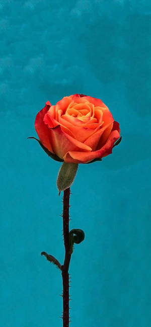 Rosa Naranja Flor Apple — iPhone 16 Pro Max Fondos de pantalla
