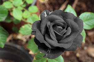 Fondo de pantalla de flor de rosa negra real fresca.