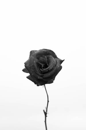 Rosa Negra Endémica de Turquía para iPhone — Estética floral Fondos de pantalla