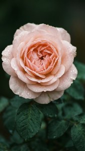Rosa pastel con gotas de rocío — Rosa pastel Fondos de pantalla