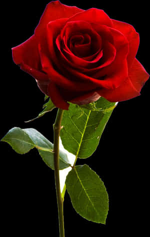 Rosa roja de American Beauty, descarga HD PNG — Rosa Fondos de pantalla