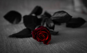 Rosa roja oscura fresca — Estética rosa Fondos de pantalla