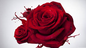 Rosa roja salpicada en 4K
