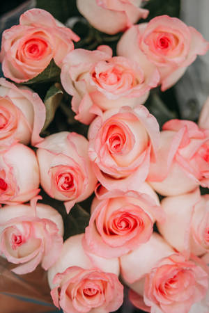 Rosa rosa estética en primer plano
