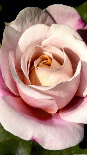 Rosa Rosa para iPhone — Flor iPhone Fondos de pantalla