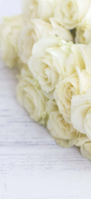 Rosas Blancas Iphone — iPhone 14 Pro Fondos de pantalla