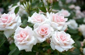Rosas con bordes afilados
