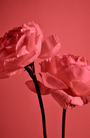 Rosas de Jardín Estéticas en Rojo Pastel — iPhone Fondos de pantalla