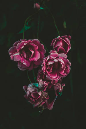 Rosas Lavanda en Enredadera — Flor de rosa Fondos de pantalla