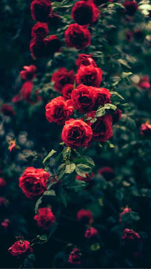 rosas rojas en la oscuridad — Flor iPhone Fondos de pantalla