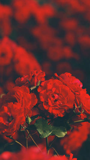 Rosas Rojas Estética iPhone — Fondo rojo aesthetic Fondos de pantalla