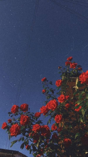 Fondo de pantalla de rosas rojas estéticas para iPhone — Fondo de pantalla aesthetic para iPhone Fondos de pantalla
