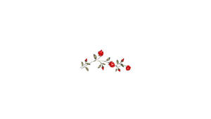Rosas Rojas Sobre Fondo Blanco Estético — Blanco aesthetic Fondos de pantalla