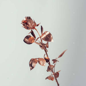 Rosas Tumblr en tono oro rosa sobre blanco — Rosa aesthetic GIF Fondos de pantalla