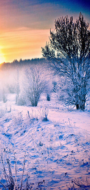 Fondo de pantalla S10 de amanecer en bosque nevado — iPhone 11 Pro Fondos de pantalla