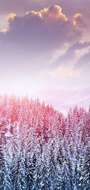 Fondo de pantalla S10 árboles nevados de invierno — iPhone 18 Fondos de pantalla