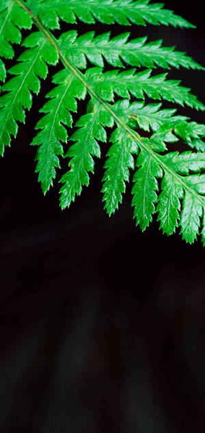Fondo de pantalla S10 Hoja de Helecho Verde — iPhone 17e Fondos de pantalla