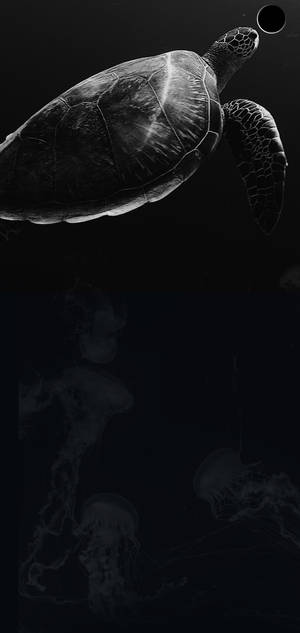 Fondo de pantalla S10+ Tortuga Oscura — iPhone 18 Pro Max Fondos de pantalla