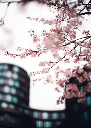 Fondo de pantalla de Sakura en la ciudad — OnePlus Pad 3 Pro Fondos de pantalla