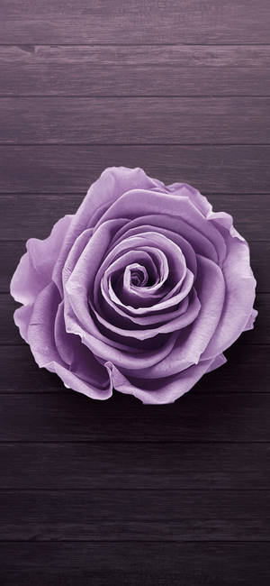 Fondo de pantalla Samsung Galaxy S22 rosa púrpura