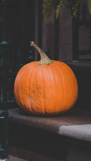 Samsung Galaxy S7 Edge Calabaza