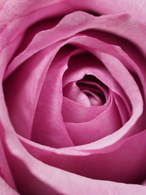 Samsung S20 Ultra Rosa — Rosa Fondos de pantalla