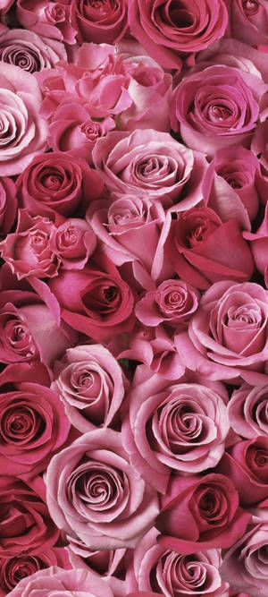 Fondo de pantalla Samsung S21 Ultra con Rosas Rosas — iPhone 14 Pro Fondos de pantalla