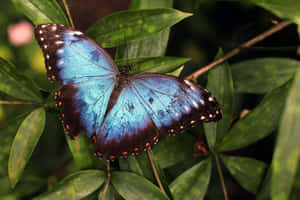 Imágenes estéticas de mariposas — Mariposa aesthetic Fondos de pantalla