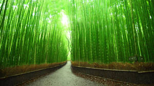 Sendero de Bambú 4K Kioto Japón — Japón GIF Fondos de pantalla