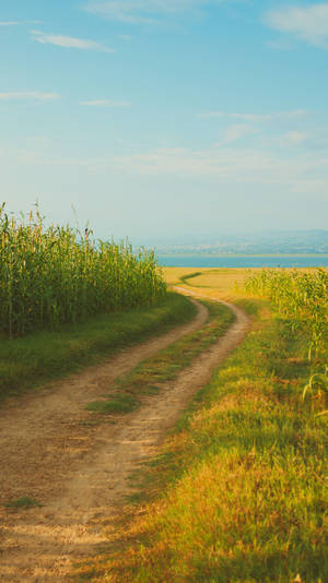 Sendero de pradera con estética cottagecore