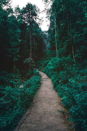 Fondo de pantalla Sendero del Bosque Verde