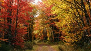 Bosque otoñal colorido en la Patagonia con un sendero sinuoso