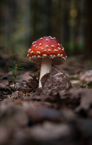 Fondo de pantalla de seta Amanita Muscaria en el suelo — Galaxy Tab S9 Fondos de pantalla