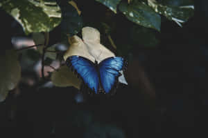 Imágenes de estética de mariposa — MacBook Air M2 Fondos de pantalla