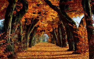 Camino rural en el parque cubierto de hojas anaranjadas de grandes nogales americanos durante la temporada de otoño. — Otoño Fondos de pantalla