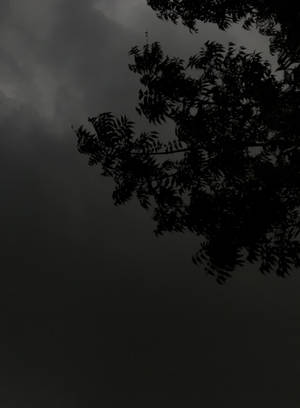 Silueta de Árbol en Tema Oscuro Noche Nublada — Bosque oscuro Fondos de pantalla