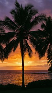 Palmeras silueteadas contra un colorido atardecer oceánico. — Océano Fondos de pantalla
