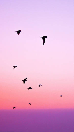 Siluetas de aves volando al atardecer fondo de pantalla iPhone