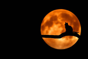 Silueta de gato en luna llena — Luna estética Fondos de pantalla