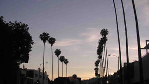 Fondo de pantalla de silueta del Sunset Boulevard
