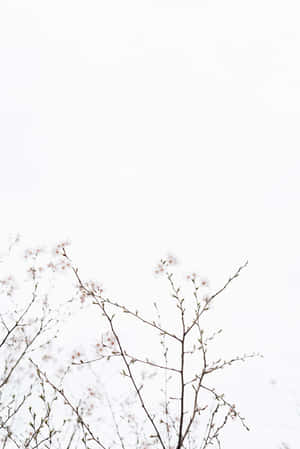 Fondo blanco estético — Blanco aesthetic Fondos de pantalla